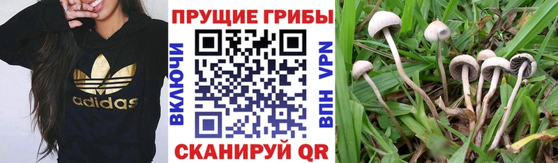 Галлюциногенные грибы мухоморы  Купить где  Новопавловск 